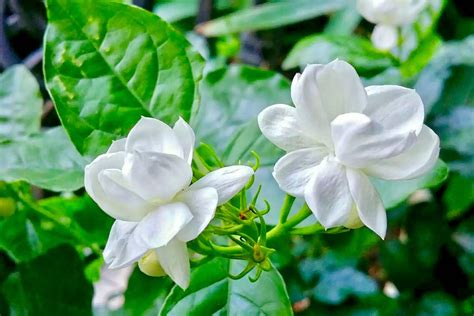 茉莉|茉莉花的简介